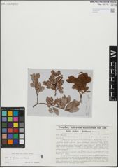 Foto von Salix glabra Scop. x Salix retusa L.